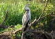 Darter (Snakebird), Yellow Water, Kakadu NP